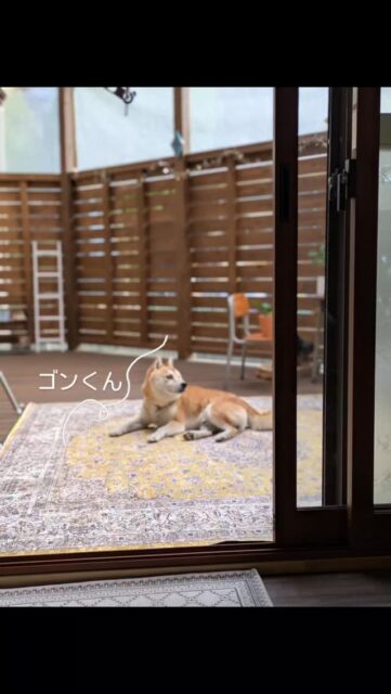 .ゴンくんです🐕️
飼い主さまのお祝いの日ということでこの日は
ゴンくん、うちで1日お預りでした☺
飼い主さまからは知らない方にはムキッとすることがあるかもと言われていましたが、、
ゴンくんそんなことなくお利口さんに過ごしてくれました。
しっぽをプリプリ振ってくれて柴ドリル（顔をうずめてグリグリっと甘える仕草）で甘えてくれたのはとても嬉しかったです😊突然の事でしたので動画がなくて残念😫
お天気も気温も丁度良く数時間ドッグランで過ごしたり
ゴンくん、少しはリラックスして貰えたかな？

ゴンくん、飼い主さま
DearDogをご利用くださりありがとうございました😊

#老犬介護施設
#老犬介護施設deardog
#老犬訪問介護deardog
#deardog
#老犬デイサービス
#犬の託児所
#犬の一時預かり
#唐津市呼子町
#呼子
#呼子観光　#犬の預かり
#佐賀県　#唐津市
#犬のいる暮らし #犬と暮らす
#わんちゃん　#柴犬
#ドッグラン
#ウッドデッキ