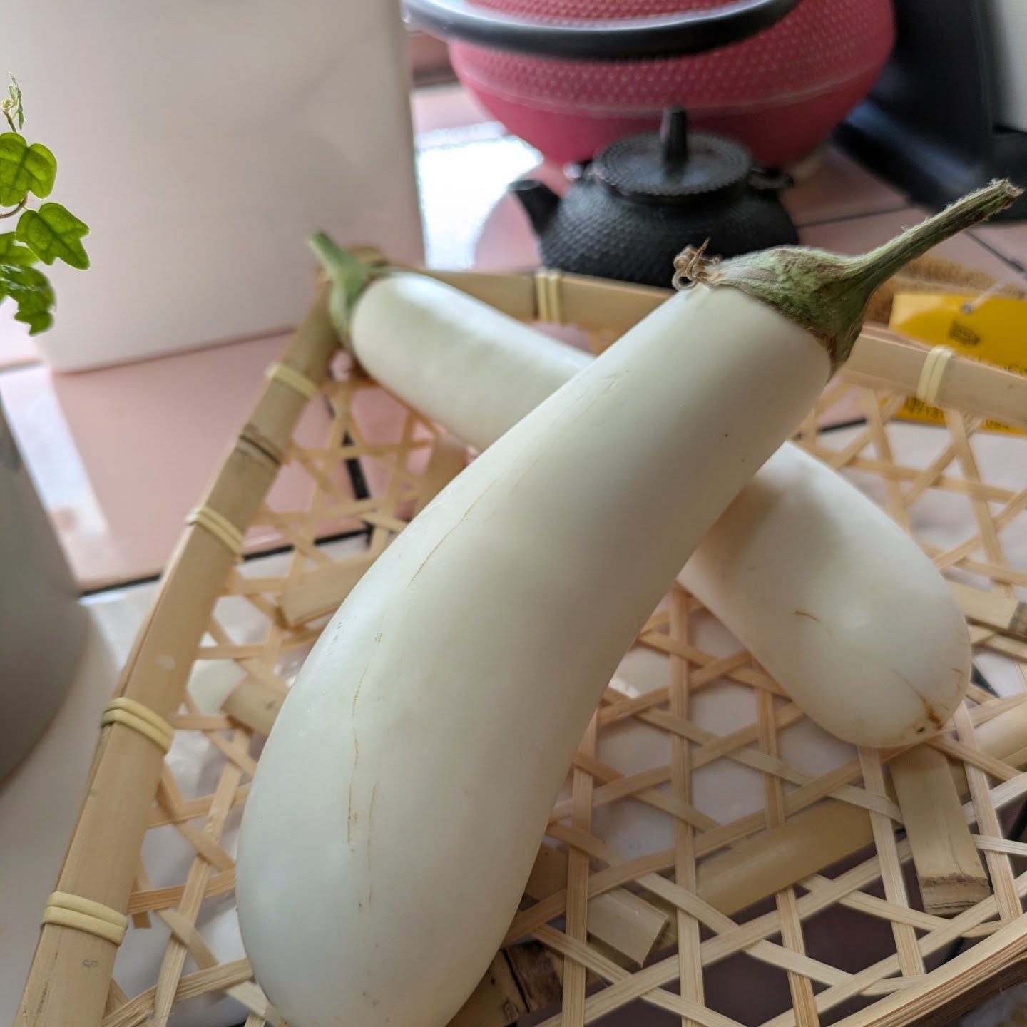 .今季、最後の収穫であろう白茄子。

#家庭菜園
#白茄子
#今夜のおかずの一品