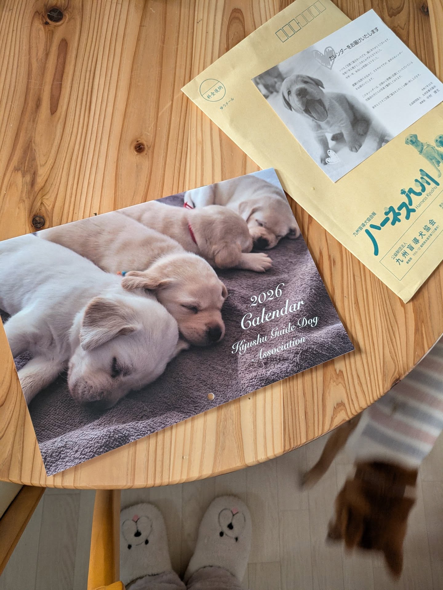 .来年のカレンダーが届きました
かわいい😊

@kyushu_guidedog 

#九州盲導犬協会
#ラブラドールレトリバー 
#ゴールデンレトリバー
#ジャーマンシェパード 
#犬がいる暮らし