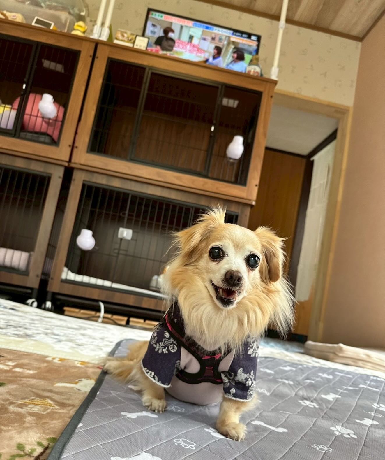 .今日のドッグマッサージは、はるか先生の愛犬
ルナちゃんも一緒に出張して下さいました🌼
ルナちゃんはシニア犬さんです。
本当にお利口さんで頭が下がります🙇‍♀️

今日来てくださった、タク君とまるちゃんのマッサージの様子も後ほど紹介します。
みなさま、いつも時間を作ってDearDogに足を運んで下さりありがとうございます😊

@grace_dogram888 
はるか先生もバタバタのスケジュールの中、
吉野ヶ里から呼子までありがとうございます。
感謝しかありません。

#わんちゃんの施設DearDog
#ドッグマッサージgrace
#ルナちゃん