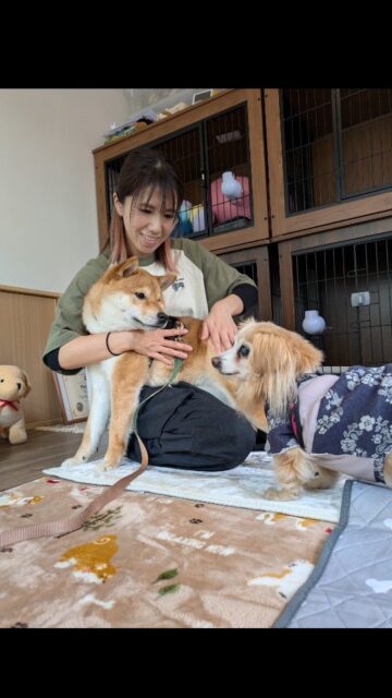 .先日のドッグマッサージの様子です 📹️

​タクくん、ありがとうございました。
初めてテラブレードを使用したマッサージでしたが、タクくんは特に嫌がる様子もなく、とても上手に受けてくれました。
リラックスしてはるか先生に身を委ねる姿が、本当に可愛らしかったです。
前回は口輪を着用してのマッサージでしたが、今回はその必要もなく、終始安心して受けていただくことができました。

今回はリラックスして身を任せられるようになったのは、タクくんの大きな成長ですね🙂🤲✨️
🍀🍀🍀
〜はるか先生より〜

継続してマッサージを受けていただくことで 身体のメンテナンスで筋肉のバランスが整えられて 癖付いた姿勢も改善し、正しい姿勢を維持しやすくなります

むくみも代謝が上がることで、冷えの改善、老廃物の排出が スムーズになります。

定期的にドッグマッサージ体験会を 行っております

愛犬に癒しを♡♡健康促進のお手伝い♡♡♡

血行促進

リラクゼーション

◆筋肉を解す、筋力維持

完全予約制 個別マッサージ

1ワンちゃんずつになります

他のワンコが苦手な子でも安心

施設内の室内でマッサージ

🏡お問い合わせ

ドッグマッサージ Grace  @grace_dogram888

呼子町わんちゃんの施設DearDog　@deardog_955 

#ドッグマッサージGrace 
#老犬介護施設deardog 
#柴犬
#わんちゃんの一時預かり
#唐津市