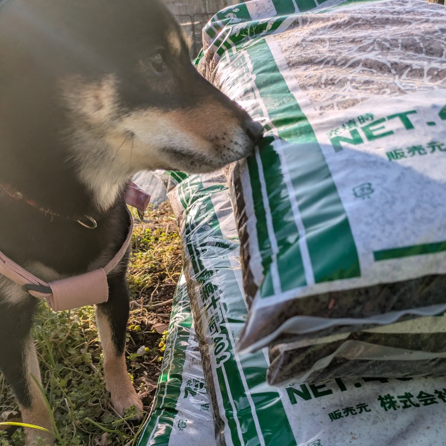 .今年は作りたい野菜がいっぱいある！

🍆🥦🥕🫑🫛

#家庭菜園
#素人菜園
#野菜作り
#腐葉土
#豆柴