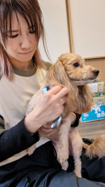 .先日のドッグマッサージの様子です 📹️

​まるちゃん、ありがとうございました。

ここ数日、寒暖差が大きく体調を崩しやすいとき。
わんちゃんも身体が縮こまったり体に力が入り、知らず知らずのうちに疲れが溜まってしまうかもしれませんね💦

マッサージ＋テラブレードで身体の芯までじんわり温まることで免疫力もアップするのではないでしょうか。🤲🍀

🍊🍊🍊
〜はるか先生より〜

継続してマッサージを受けていただくことで 身体のメンテナンスで筋肉のバランスが整えられて 癖付いた姿勢も改善し、正しい姿勢を維持しやすくなります

むくみも代謝が上がることで、冷えの改善、老廃物の排出が スムーズになります。

定期的にドッグマッサージ体験会を 行っております

愛犬に癒しを♡♡健康促進のお手伝い♡♡♡

血行促進

リラクゼーション

◆筋肉を解す、筋力維持

完全予約制 個別マッサージ

1ワンちゃんずつになります

他のワンコが苦手な子でも安心

施設内の室内でマッサージ

🏡お問い合わせ

ドッグマッサージ Grace  @grace_dogram888

呼子町わんちゃんの施設DearDog　@deardog_955 

#ドッグマッサージGrace 
#老犬介護施設deardog 
#わんちゃんの一時預かり
#いぬのいる暮らし 
#呼子町