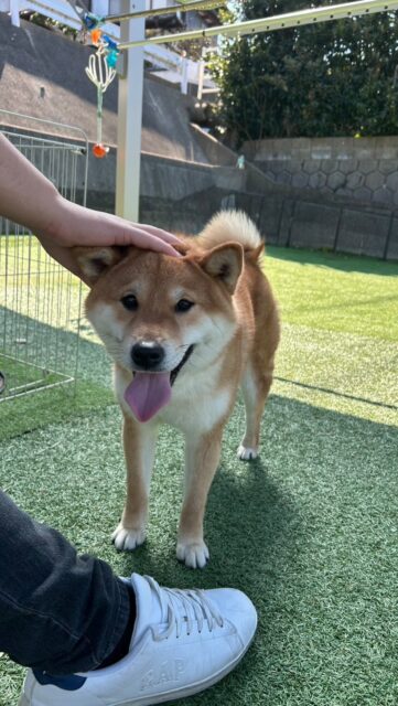 .☀️タクくんです🙂

タクくんファミリーが遊びに来てくださいました🌟
動画も送って貰いました☺️
タクくん、また遊びに来てね！

#呼子
#わんちゃんの施設deardog
#柴犬
#柴犬のいる生活 
#柴犬の男の子