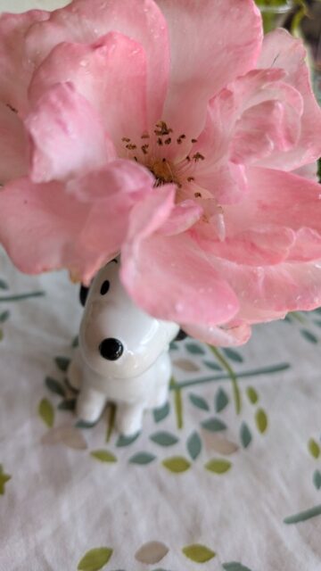 .今年は母の日に大輪のバラが咲きました😊

そして息子からアレンジ花と手紙のプレゼントがありました💐✉️嬉しかったので照れくさいですが載せてみました。

#母の日
#バラ
#子育て