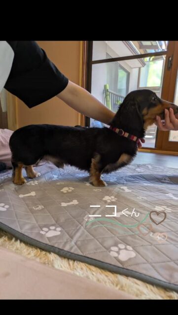 .ドッグマッサージの様子です📹️

​ニコくん、ありがとうございました。🤲🍀

今夜から雨☔予報の唐津です
体感する風がなんだかどんよりしていますが。。
わんちゃんも飼主さまもそろそろ夏バテ防止にむけて
身体作りをはじめないといけませんね😥
我が家も始めないと💦

🐟️.。o○🛟
〜はるか先生より〜

継続してマッサージを受けていただくことで 身体のメンテナンスで筋肉のバランスが整えられて 癖付いた姿勢も改善し、正しい姿勢を維持しやすくなります

むくみも代謝が上がることで、冷えの改善、老廃物の排出が スムーズになります。

定期的にドッグマッサージ体験会を 行っております

愛犬に癒しを♡♡健康促進のお手伝い♡♡♡

血行促進

リラクゼーション

◆筋肉を解す、筋力維持

完全予約制 個別マッサージ

1ワンちゃんずつになります

他のワンコが苦手な子でも安心

施設内の室内でマッサージ

🏡お問い合わせ

ドッグマッサージ Grace 
@grace_dogram888

呼子町わんちゃんの施設DearDog　
@deardog_955 

#ドッグマッサージGrace 
#老犬介護施設deardog 
#わんちゃんの一時預かり
#ダックスフント
#呼子町