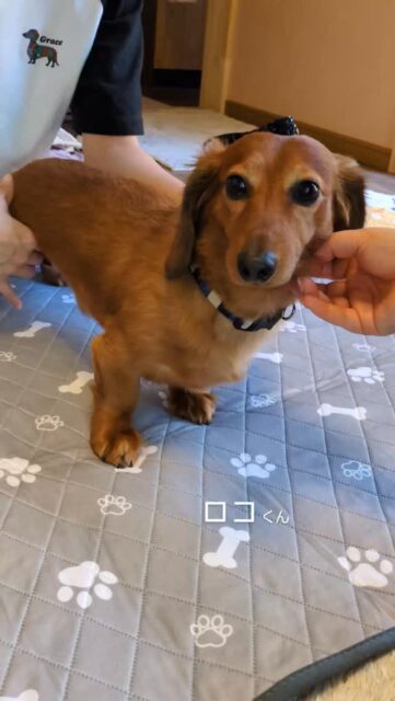 .昨日のドッグマッサージの様子です📹️

​ロコくん、ありがとうございました。🤲🍀

急にやってきた夏の気配。
わんちゃんもこの慌ただしい気温の差に知らず知らずのうちに疲れが溜まってしまうかもしれませんね💦
飼主さまもこの時期の温度管理は大変ですよね😥

🐟️.。o○🛟
〜はるか先生より〜

継続してマッサージを受けていただくことで 身体のメンテナンスで筋肉のバランスが整えられて 癖付いた姿勢も改善し、正しい姿勢を維持しやすくなります

むくみも代謝が上がることで、冷えの改善、老廃物の排出が スムーズになります。

定期的にドッグマッサージ体験会を 行っております

愛犬に癒しを♡♡健康促進のお手伝い♡♡♡

血行促進

リラクゼーション

◆筋肉を解す、筋力維持

完全予約制 個別マッサージ

1ワンちゃんずつになります

他のワンコが苦手な子でも安心

施設内の室内でマッサージ

🏡お問い合わせ

ドッグマッサージ Grace 
@grace_dogram888

呼子町わんちゃんの施設DearDog　
@deardog_955 

#ドッグマッサージGrace 
#老犬介護施設deardog 
#わんちゃんの一時預かり
#ダックスフント
#呼子町
