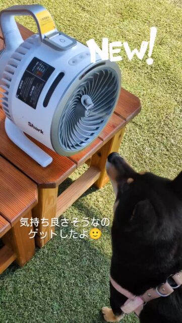 .Newアイテム🩵🙂

Shark シャーク FlexBreeze HydroGo コードレスサーキュレーターファン FA052J 静音 BLDCモーター コードレス DCモーター 防雨 充電式

@sharkhomejp 

#いぬのいる暮らし 
#sharkコードレスサーキュレーターファン
#サーキュレーター
#豆しば